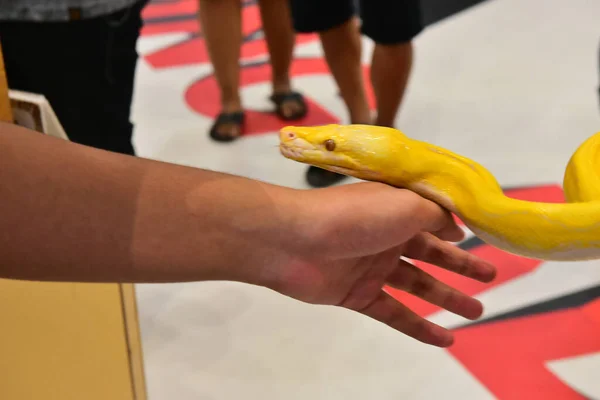 Rayong Tailândia Agosto 2019 Desfoque Snake Albino Ball Python White — Fotografia de Stock