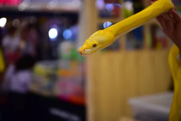 Rayong Tailândia Agosto 2019 Desfoque Snake Albino Ball Python White — Fotografia de Stock