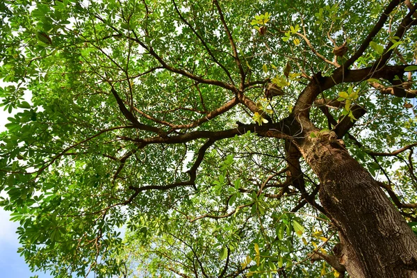 Yeşil Ağacın Arka Planı Mavi Gökyüzü — Stok fotoğraf