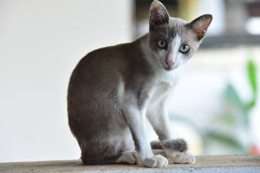 Duvarda dinlenen sevimli bir kedi.