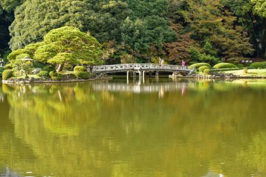 Tokyo, Japonya 27 Kasım 2019 Kimliği belirlenemeyen birçok insan Shinjuku Gyoen Ulusal Bahçesinde yürüyor ve sonbahar ağacını seyrediyor..