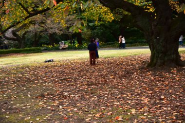 Tokyo, Japonya 27 Kasım 2019 Kimliği belirlenemeyen birçok insan Shinjuku Gyoen Ulusal Bahçesinde yürüyor ve sonbahar ağacını seyrediyor..