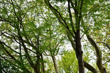 Tokyo, Japonya 27 Kasım 2019 Kimliği belirlenemeyen birçok insan Shinjuku Gyoen Ulusal Bahçesinde yürüyor ve sonbahar ağacını seyrediyor..