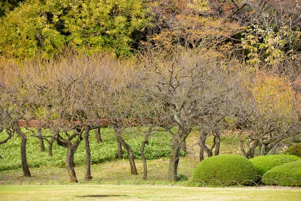 Tokyo Giappone Novembre 2019 Molte Persone Non Identificate Camminano Nel — Foto Stock