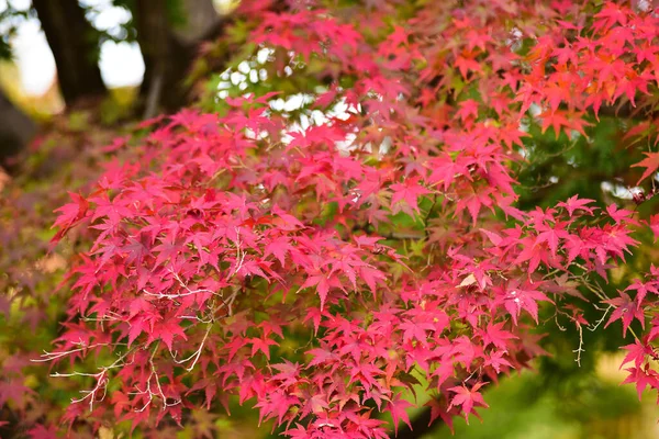 Tokio Japón Noviembre 2019 Sin Identificar Muchas Personas Están Caminando — Foto de Stock