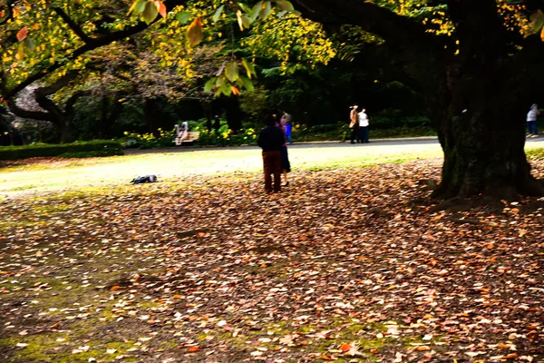 2019年11月27日日本东京 一个阳光普照的日子 许多人在新宿国家花园散步 观赏着花园里的秋天树 — 图库照片