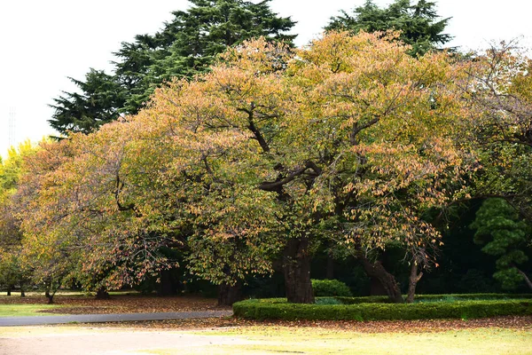 Tokio Japón Noviembre 2019 Sin Identificar Muchas Personas Están Caminando —  Fotos de Stock