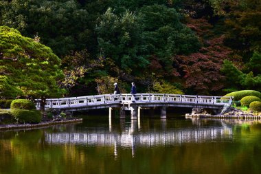 Tokyo, Japonya 27 Kasım 2019 Kimliği belirlenemeyen birçok insan Shinjuku Gyoen Ulusal Bahçesinde yürüyor ve sonbahar ağacını seyrediyor..
