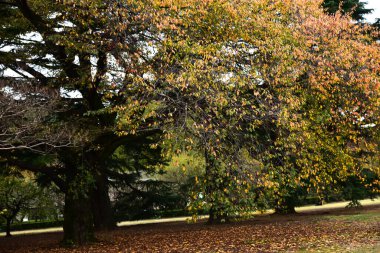 Tokyo, Japonya 27 Kasım 2019 Kimliği belirlenemeyen birçok insan Shinjuku Gyoen Ulusal Bahçesinde yürüyor ve sonbahar ağacını seyrediyor..