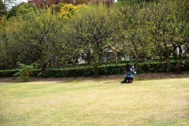 Tokyo, Japonya 27 Kasım 2019 Kimliği belirlenemeyen birçok insan Shinjuku Gyoen Ulusal Bahçesinde yürüyor ve sonbahar ağacını seyrediyor..