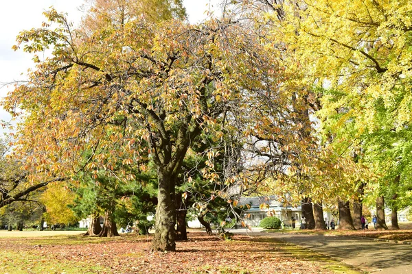 Tokio Japan November 2019 Unbekannte Gehen Shinjuku Gyoen Nationalgarten Spazieren — Stockfoto