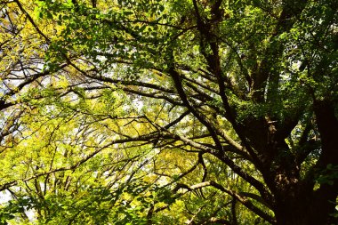 Tokyo, Japonya 27 Kasım 2019 Kimliği belirlenemeyen birçok insan Shinjuku Gyoen Ulusal Bahçesinde yürüyor ve sonbahar ağacını seyrediyor..