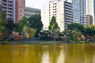 Tokyo, Japonya 27 Kasım 2018 Kimliği belirsiz birçok insan Ueno parkında yürüyor ve bahçedeki sonbahar ağacını izliyor. .