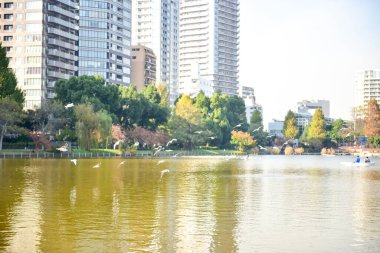 Tokyo, Japonya 27 Kasım 2018 Kimliği belirsiz birçok insan Ueno parkında yürüyor ve bahçedeki sonbahar ağacını izliyor. .
