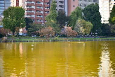 Tokyo, Japonya 27 Kasım 2018 Kimliği belirsiz birçok insan Ueno parkında yürüyor ve bahçedeki sonbahar ağacını izliyor. .