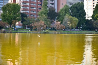 Tokyo, Japonya 27 Kasım 2018 Kimliği belirsiz birçok insan Ueno parkında yürüyor ve bahçedeki sonbahar ağacını izliyor. .