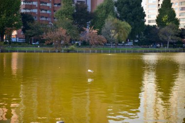 Tokyo, Japonya 27 Kasım 2018 Kimliği belirsiz birçok insan Ueno parkında yürüyor ve bahçedeki sonbahar ağacını izliyor. .