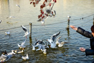 Tokyo, Japonya 27 Kasım 2018 Kimliği belirsiz birçok insan Ueno parkında yürüyor ve bahçedeki sonbahar ağacını izliyor. .