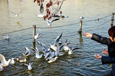 Tokyo, Japonya 27 Kasım 2018 Kimliği belirsiz birçok insan Ueno parkında yürüyor ve bahçedeki sonbahar ağacını izliyor. .