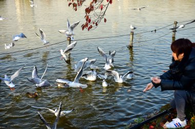 Tokyo, Japonya 27 Kasım 2018 Kimliği belirsiz birçok insan Ueno parkında yürüyor ve bahçedeki sonbahar ağacını izliyor. .