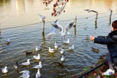 Tokyo, Japonya 27 Kasım 2018 Kimliği belirsiz birçok insan Ueno parkında yürüyor ve bahçedeki sonbahar ağacını izliyor. .