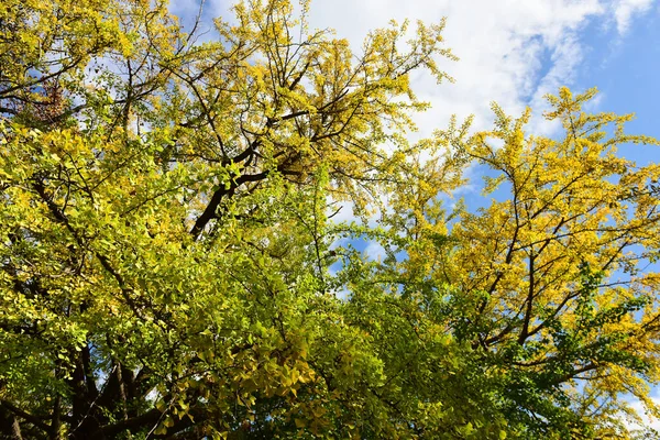 Tokió Japán November 2019 Azonosítatlan Sok Ember Sétál Shinjuku Gyoen — Stock Fotó