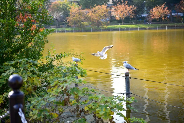 日本2018年11月27日確認されていない多くの人々が上野公園を歩いていて 庭の秋の木を見ています — ストック写真