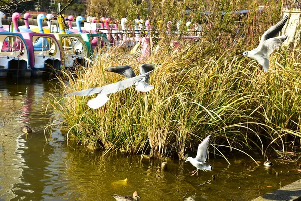 Tokio Japón Noviembre 2018 Muchas Personas Identificadas Están Caminando Parque —  Fotos de Stock