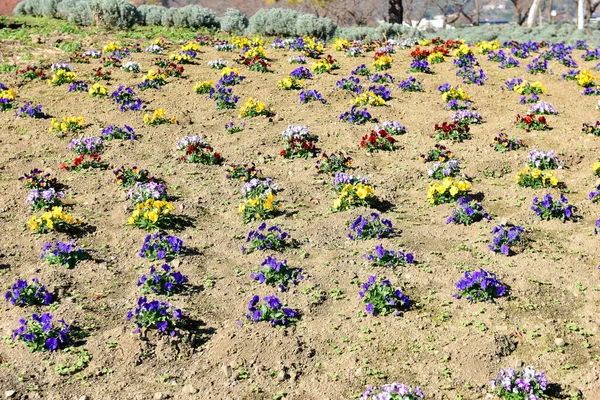 Gemüsegarten Dorf Ländlich Japan — Stockfoto