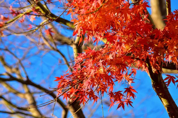 Arka Planda Günbatımı Olan Sonbahar Yaprakları Kızıl Adam Fotoğrafı — Stok fotoğraf