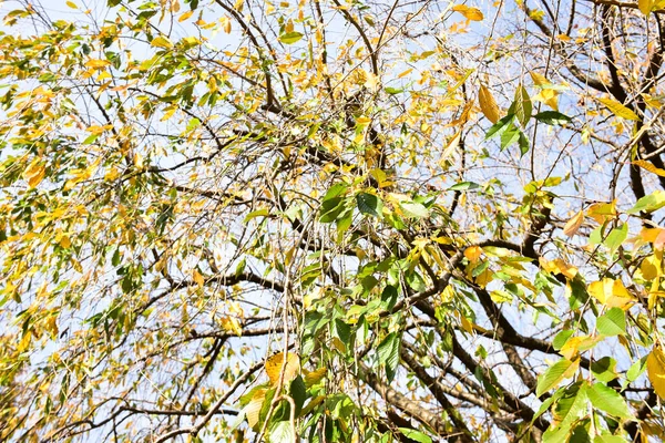 日本东京2019年11月27日身份不明模糊 许多人在植树公园里散步 在一个阳光明媚的日子观赏着花园里的秋树 — 图库照片