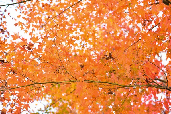 Autumn Leaves Sunshine Pattern Full Background — Stock Photo, Image