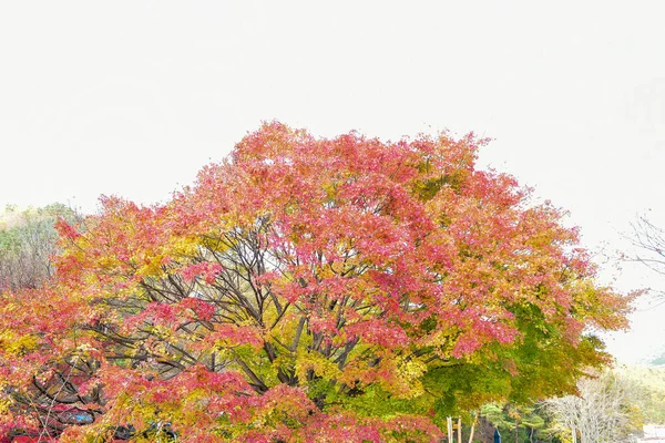 Podzimní Listí Slunci Vzor Plné Pozadí — Stock fotografie