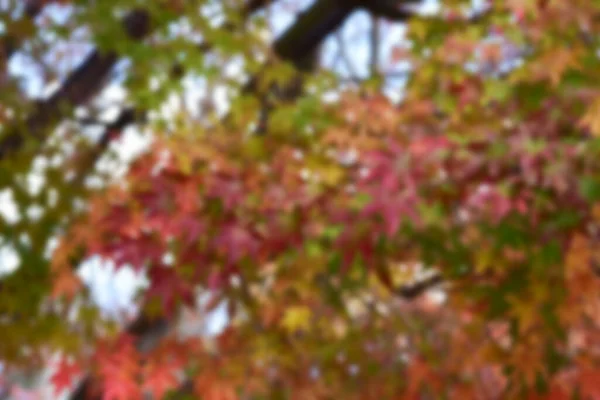 Herfst Bladeren Zon Patroon Volledig Wazig Achtergrond — Stockfoto