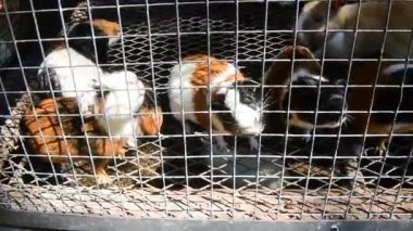Home pet rabbit guinea pigs in escape gnaw a cage ,guinea pigs in escape gnaw a cage.  