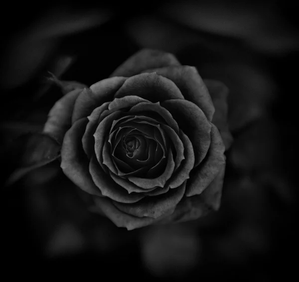 Rosa — Stockfoto