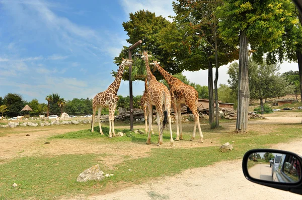 アフリカ ストック写真