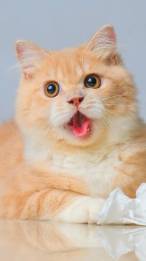 Yellow Male persian cat photo shoot session studio with grey gray background with cat expression