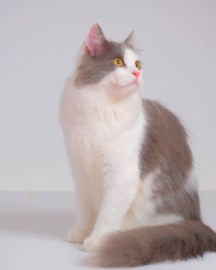 Gri ve beyaz kadın Pers tüylü kedi fotoğraf çekimi stüdyosu, beyaz arka planı ve kedi ifadesi var.