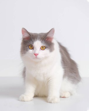 Gri ve beyaz kadın Pers tüylü kedi fotoğraf çekimi stüdyosu, beyaz arka planı ve kedi ifadesi var.