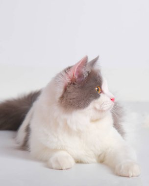 Gri ve beyaz kadın Pers tüylü kedi fotoğraf çekimi stüdyosu, beyaz arka planı ve kedi ifadesi var.