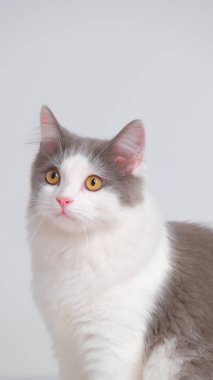 Gri ve beyaz kadın Pers tüylü kedi fotoğraf çekimi stüdyosu, beyaz arka planı ve kedi ifadesi var.