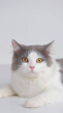 Gri ve beyaz kadın Pers tüylü kedi fotoğraf çekimi stüdyosu, beyaz arka planı ve kedi ifadesi var.