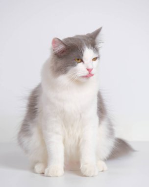 Gri ve beyaz kadın Pers tüylü kedi fotoğraf çekimi stüdyosu, beyaz arka planı ve kedi ifadesi var.