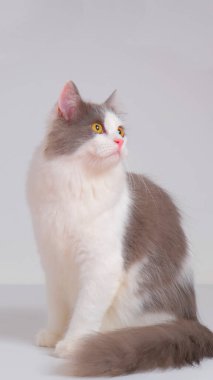 Gri ve beyaz kadın Pers tüylü kedi fotoğraf çekimi stüdyosu, beyaz arka planı ve kedi ifadesi var.