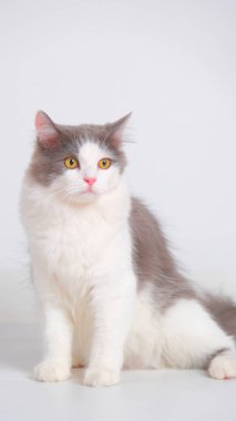 Gri ve beyaz kadın Pers tüylü kedi fotoğraf çekimi stüdyosu, beyaz arka planı ve kedi ifadesi var.