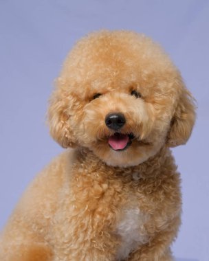 Kremalı dişi kaniş köpeği fotoğraf çekimi. Stüdyoda gri mavi arka plan ve mutlu yüz ifadesiyle.