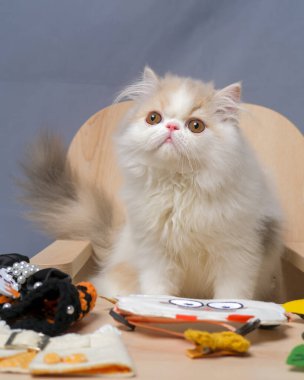 gray and white female persian fluffy cat photo shoot session studio with white background with cat expression