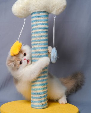 Gri ve beyaz kadın Pers tüylü kedi fotoğraf çekimi stüdyosu, beyaz arka planı ve kedi ifadesi var.