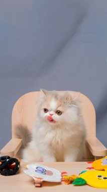 Gri ve beyaz kadın Pers tüylü kedi fotoğraf çekimi stüdyosu, beyaz arka planı ve kedi ifadesi var.